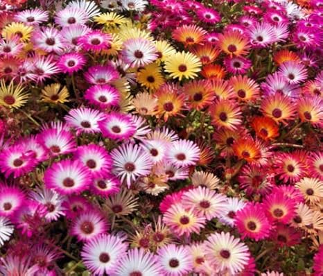 Ice Plant 100 Seeds A Mix Of Bright Colors Pretty Daisy Lik Amazon Co Uk Garden Outdoors