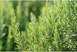 Weleda Revitalising Hair Tonic 100 ml Rosemary Oil Scalp Stimulant view 4