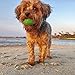 Chihuahua Squeaky Dog Balls - Extra Small (2.5