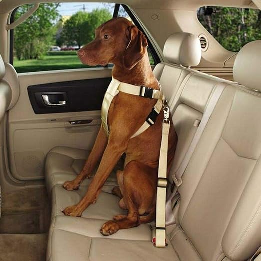 pets at home car harness