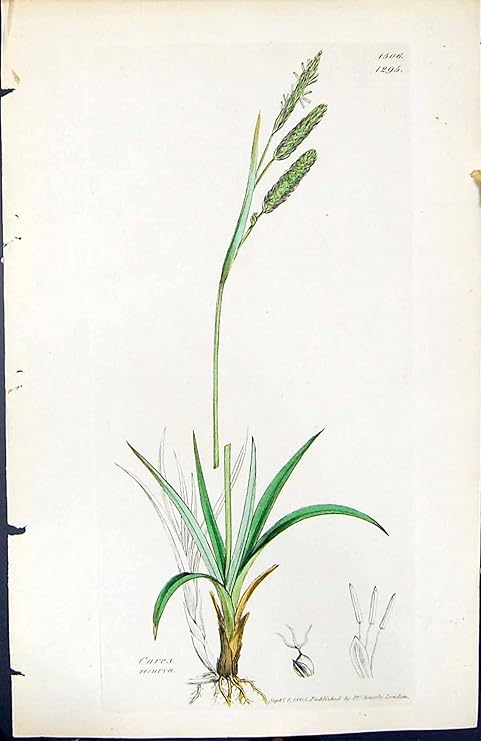 Amazon スゲ属の Recurva イギリスの植物の植物学の 1847 の Sowerby スミスの色刷 アートフレーム ポスター オンライン通販