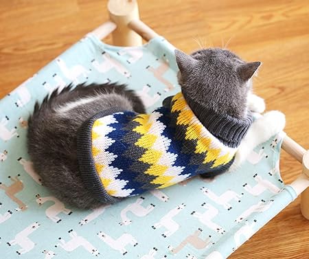 cat in winter clothes