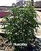50 Black Mint Seeds for growing AKA Huacatay by Seeds and Things