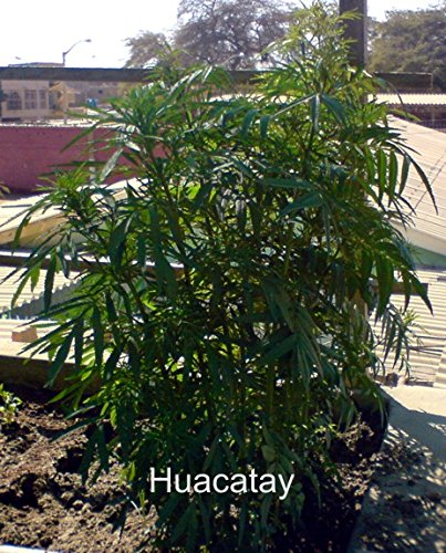 50 Black Mint Seeds for growing AKA Huacatay by Seeds and Things
