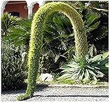 10 x Agave attenuata Plant SEED - SPECTACULAR AND RARE - LION'S TAIL - SWAN'S NECK or FOX TAIL Agave Seeds - By MySeeds.Co