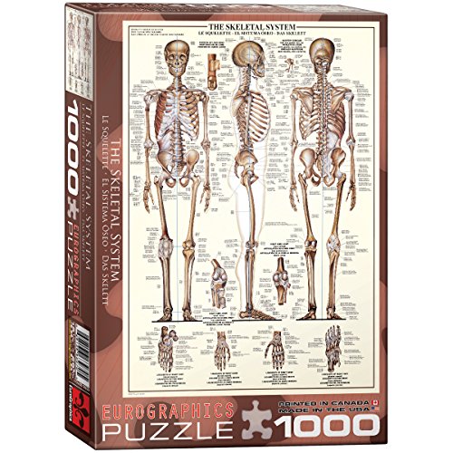 EuroGraphics Skeletal System (Chart) Puzzle (1000-Piece)