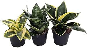 Amazon.com : Birdsnest Snake Plant Collection - Sanseveria - 3 Plants