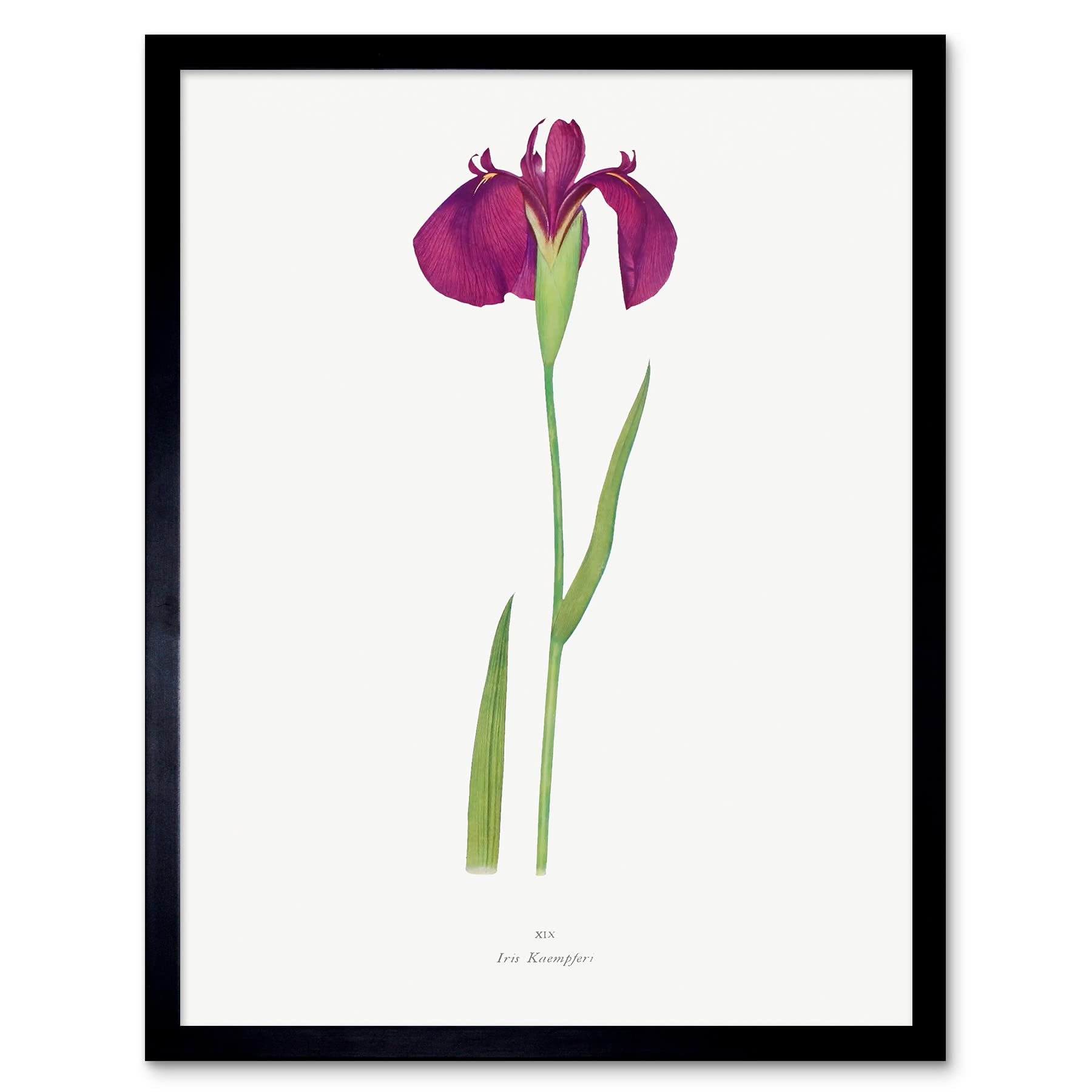 Wee Blue Coo Japanese Water Iris Flower Floral Stem Illustration on White Art Print Framed Poster Wall Decor 12x16 inch