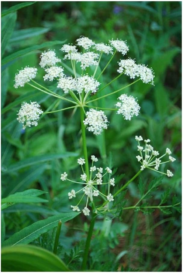 PREMIER SEEDS DIRECT - HERB Seeds - Caraway - 6 Grams, White