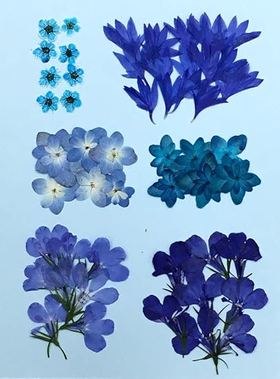 Amazon Co Jp 押し花セット ブルー小花ｍｉｘ 人気のお花をチョイス 八重あじさい ロベリア こでまり 矢車草 家電 カメラ