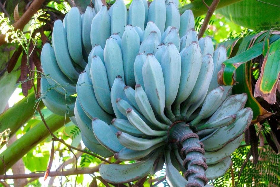 Blue Java Banana Seeds 100pcs The Ice Cream Banana Tree Plant Sweet