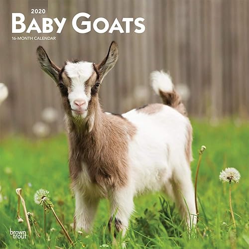 Download Baby Goats 2020 Calendar PDF