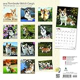Image de Pembroke Welsh Corgis 2018 12 x 12 Inch Monthly Square Wall Calendar, Animals Dog Breeds (Multilingual Edition)