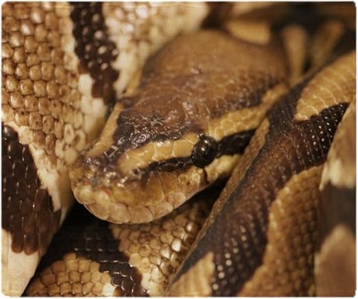 Amazon Com Cafepress Ball Python Soft Fleece Throw Blanket Home