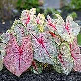 50 Wildtulpen-Zwiebeln Gemischt - Botanische Tulpen Für Garten & Beet