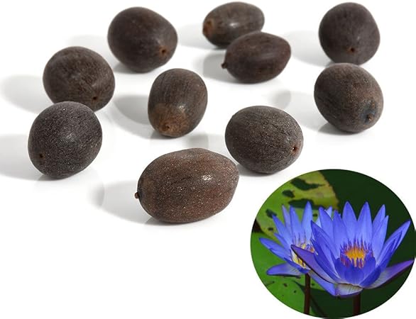 Amazon Com Trenton 10pcs Water Lotus Flower Plant Bowl Pond Bonsai Seeds For Home Garden Yard Decor Blue Garden Outdoor