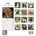 2025 2026 Poodle Calendar - Dog Breed Monthly Wall Calendar - 12