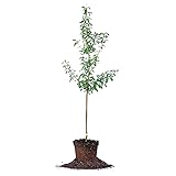 PERFECT PLANTS Bruce Plum Tree 4-5 ft. Tall Steady