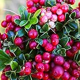 Outsidepride Mountain Cranberry - 1000 Seeds