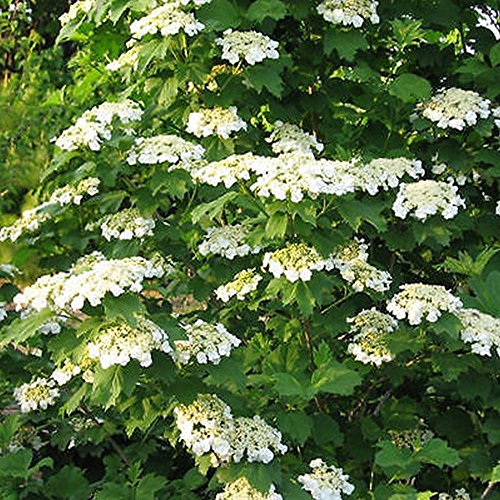 AMERICAN CRANBERRY Viburnum Trilobum seeds