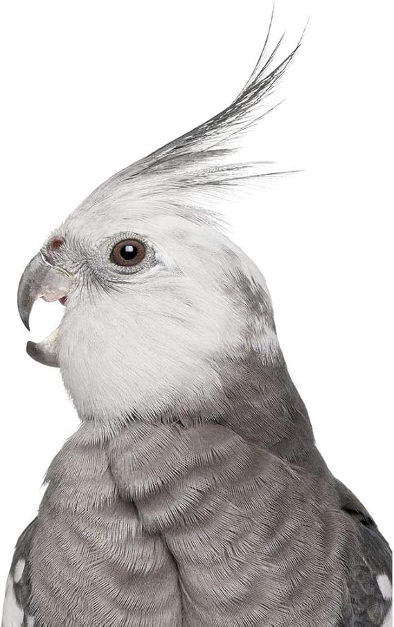 grey and white cockatiel