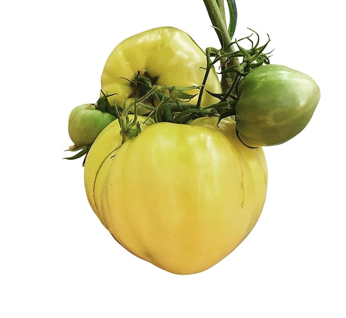 Ochsenherz Tomate Weiß 10 Samen