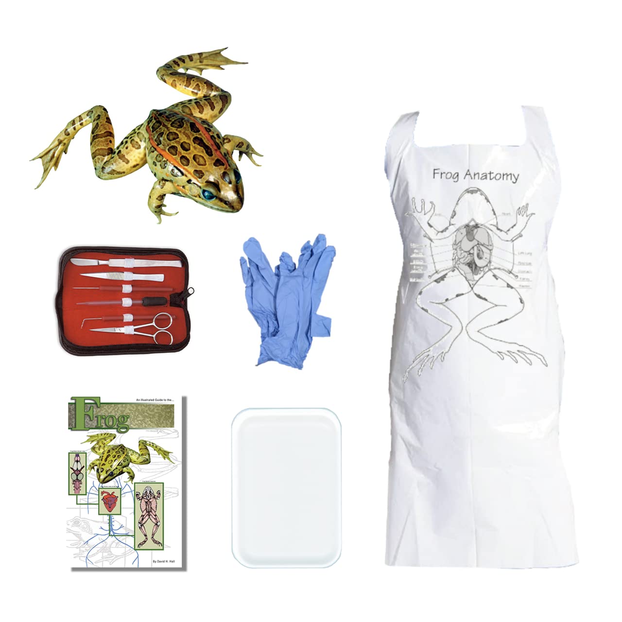 Anatomy Lab Frog Dissection Kit with Scalpel