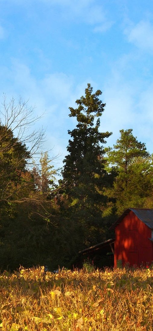 PeelitStickit, Beautiful Nature Wall Murals, ID-1416, vinyl