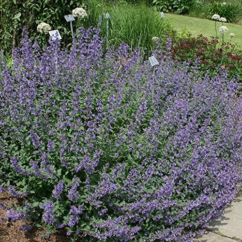 Catmint Walkers Low > Nepeta faassenii 'Walkers Low' >Landscape Ready 1