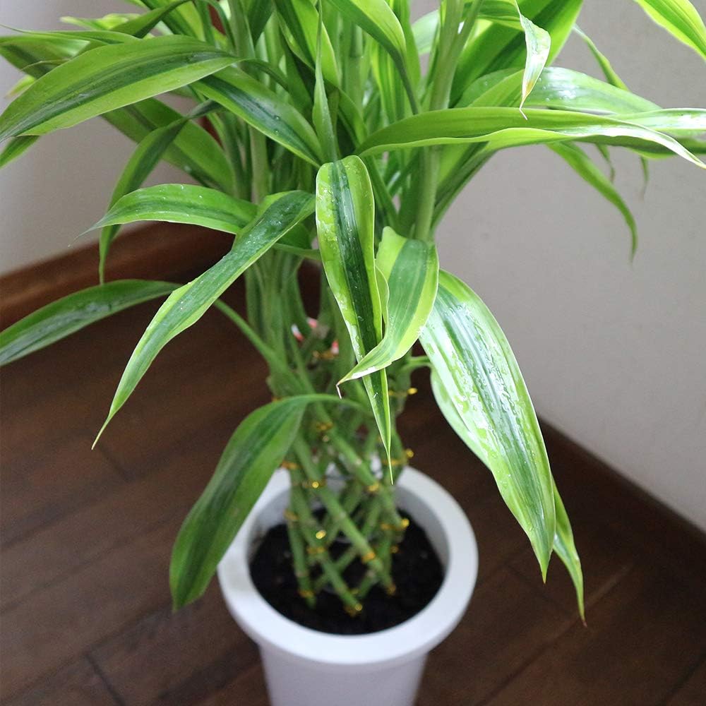 Amazon Co Jp ドラセナ サンデリアーナ ゴールド ラッキーバンブー 観葉植物 中型 7号プラスチック鉢 鉢底からの高さ 約85cm 葉張り 約40cm 品種で選べる観葉植物 リビングやオフィス向きサイズ 1個 サンデリアーナの中でも明るい斑入り葉が