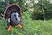 MOJO Outdoors Scoot and Shoot Turkey Decoy - Hunting Accessories, Turkey Hunting, Multi, Model: HW2426