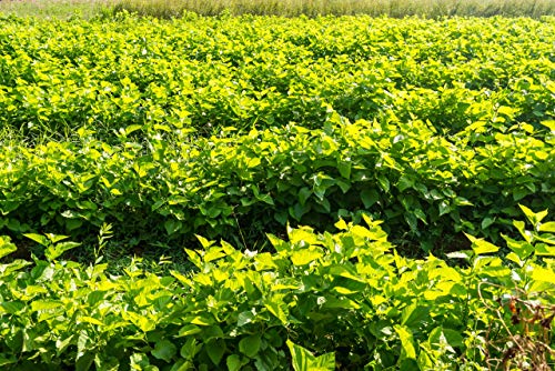 White Mulberry Tea - Loose Leaf - Blood Sugar Balance Herbal Tea - Pure Morus Alba - Caffeine-Free - 1 Ounce - Thumbnail 4