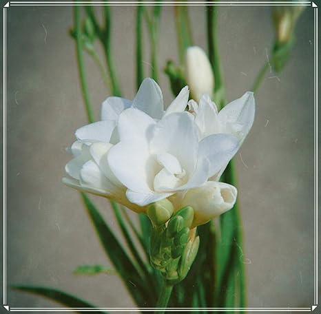 Amazon フリージアの球根 鮮やかな色 華やかな花 簡単な植え付け 奇妙な花柄 現在販売中 友達に送ることができます 明るい色 少し似ている 神秘的 球根 1 花