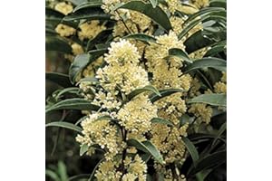 NEW LIFE NURSERY & GARDEN Fudingzhu Fragrant Tea Olive - Live Plant - (1 QT)