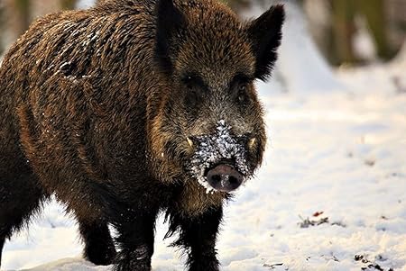 Amazon Co Jp A3 ポスター 牙子豚雪冬野生のイノシシ 壁紙ウォールステッカーポスター A3 4x297mm Generic