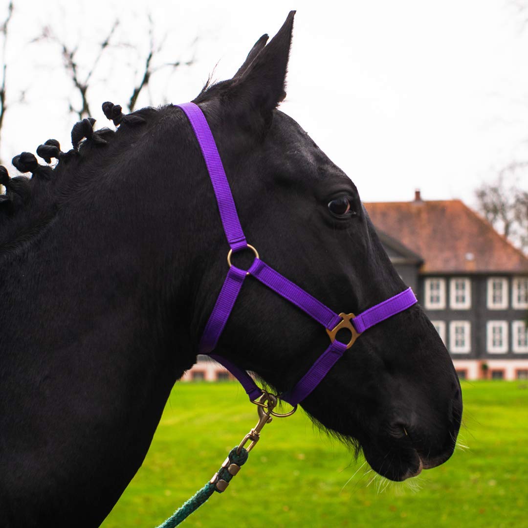 Halter for Horses Warmblood, Thoroughbred, Cold Blood - Stable Halter, Pasture Halter, 2 Adjustable Positions on Chin Strap and Headpiece, Safe and Tear-Resistant (Purple, Cold-Blood)