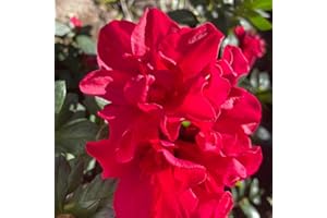TANKDA Live Red-Pink Azalea Plant, Cold Hardy Azalea Plant, Reblooming Flowering Azalea Shrub, Rhododendron Like, Azalea Bush for Outdoor Gardening