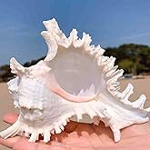 JQAQJU Conch Shells 6-7" Large Seashells 1Pack for Collectible Figurines Display Fish Tank Wedding Decor Beach Theme Party Ho