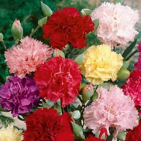 Splendour Seeds Dianthus Carnation Flower seeds