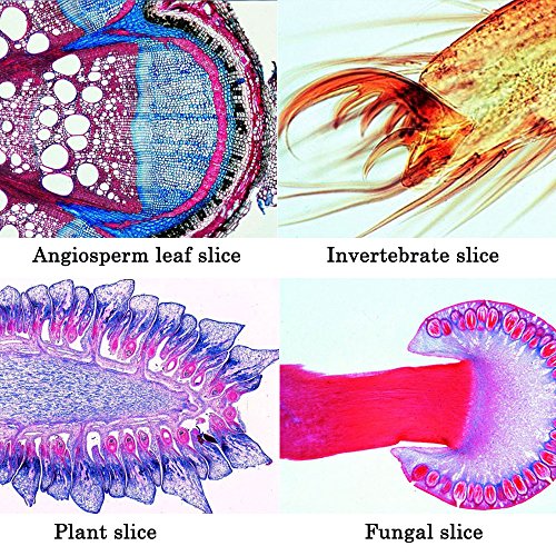 Jiusion 25Pcs Prepared Microscope Slides Set with Fitted Wooden Case, Animals Insects Plants Flowers Sample Biological Specimen, Stereo Microscope Slide for Basic Biological Science Education