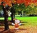 ProductWorks 24-Inch Pre-Lit Peanuts Snoopy Jack-O-Lantern Halloween Yard Decoration, 35 Lights