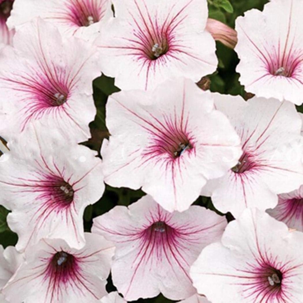 Kisshes Seeds - 100Pcs Petunia Seeds Perennial Bonsai Plant Flower Seeds for Patio Garden Balcony