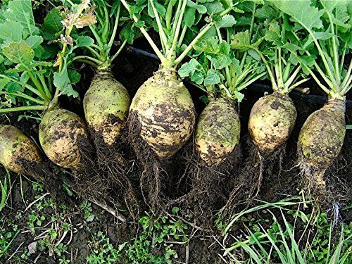 Rutabaga, Swede, Neep Seaside - seeds