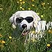 PETLESO Large Dog Goggles Eye Protection Pet Goggles Sunglasses for Medium Large Dogs- Black