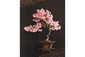CZ GRAIN 30 Japanese Flowering Cherry Blossom Bonsai Seeds, Sakura Bonsai Seeds - Fresh Exotic Rare Bonsai Seeds -