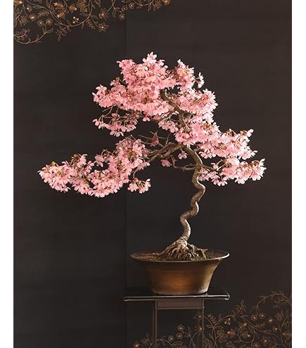 Amazon.com : 10 Orchid Bonsai Tree Seeds for Planting : Patio, Lawn & Garden