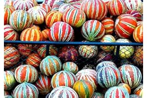 CZ GRAIN 10 Rare Kajari Melon Seeds - Bright Striped Melon, Compact Vines - 60-70 Days Till Ripe - Grows in Shade