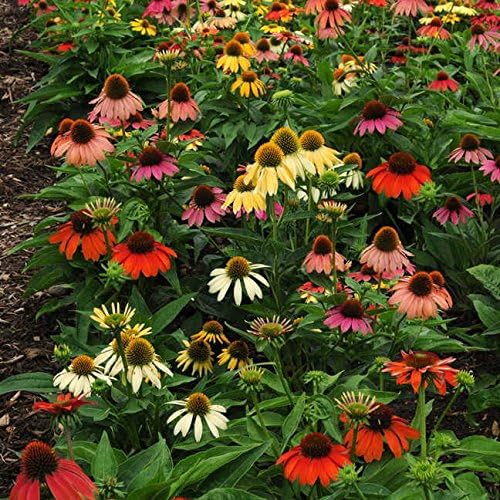 Amazon Com Park Seed Cheyenne Spirit Coneflower Seeds Garden