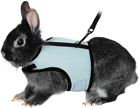 rabbit harness and lead