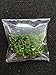 Aquarium Plants Factory Staurogyne Repens Freshwater Live Aquarium Plants BUY2GET1FREE